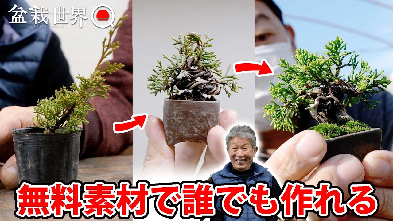 Even first-year cuttings can make super mini bonsai. [Bonsai Q