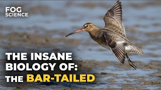 The Insane Biology of: The Bar tailed Godwit