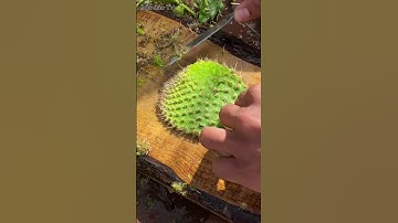 Xương rồng có ăn được không? #shorts