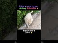 「これからは一緒に行こう」野良犬から『助手席の相棒』へ...