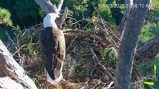 09 03 George flies in nest material