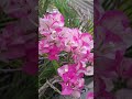 Bougainvillea🌼📸#love #reels #flowers #flower #short #trending #viral #instagram #video #shorts #song