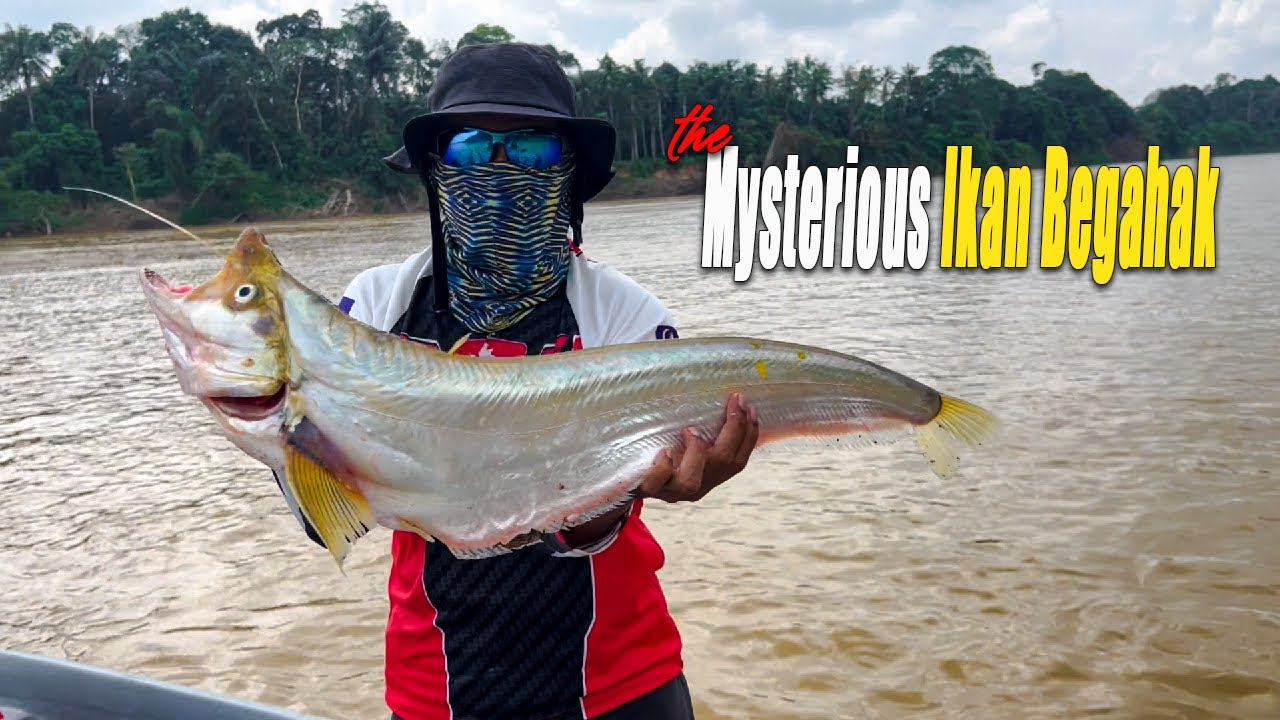 Tunda Gewang Di Sarang Ikan Begahak