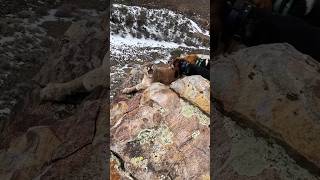 another view of the lion and dogs on the edge of the cliff… #hunting #lions #dogs #hunter #outdoors
