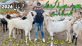 Saggian Mandi Lahore Update || Mandi ke sab se bade bakre🐐 || Qurbani 2026 || Live Soda