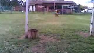 Staffy Rescue Dog Zoya Tripod Playing Fetch