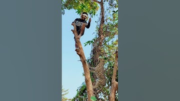 A leopard attacks a boy in a tree in a field #vfx #shorts #leopard #wildlife #videos #tiger