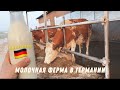 Молочная ферма в Германии Hofgut 2024 год