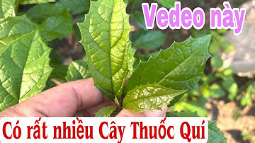 Vedeo này có rất nhiều Cây Thuốc Quí. PHAN HẢI Channel