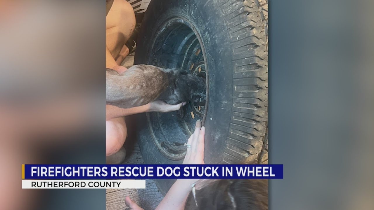 Firefighters rescue dog stuck in wheel
