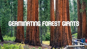 Germinating GIANT SEQUOIA (World