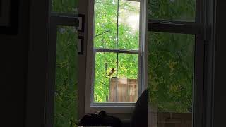 Cardinal attacking my window