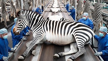Inside the Zebra Leather Factory How $40,000 Striped Hides Are Made Full Process