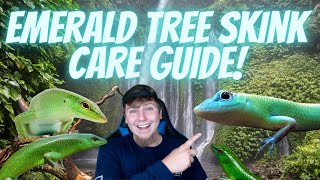 Emerald Tree Skink Care Guide! How To Care For Emerald Tree Skinks!