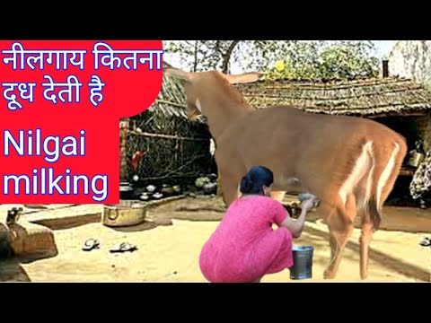 How Much Milk Gives Nilgai, milking nilgai