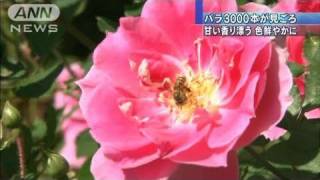240種類3000本のバラが見頃　富山・氷見市（10/10/16）
