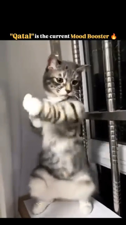 https://youtube.com/shorts/s7BwZU9ByWg?si=3u9TKU-wSpClY4n-