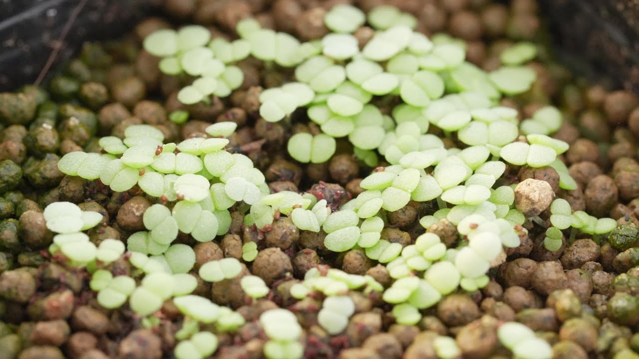 395 [Succulent Seed Sowing] What to prepare and the right timing