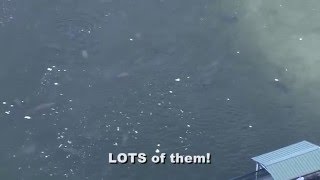 Manatees and sharks stay warm outside power plant