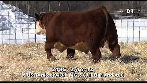 Lot 61 ~ H5 9131 Domino 2185