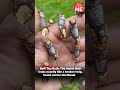 Buff Tip Moth: The insect that looks exactly like a broken twig, found across Northeast