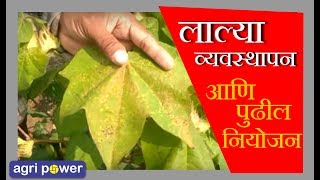 कपाशी पिकाचे पुढील नियोजन व लाल्या व्यवस्थापन || Cotton Lalya Disease