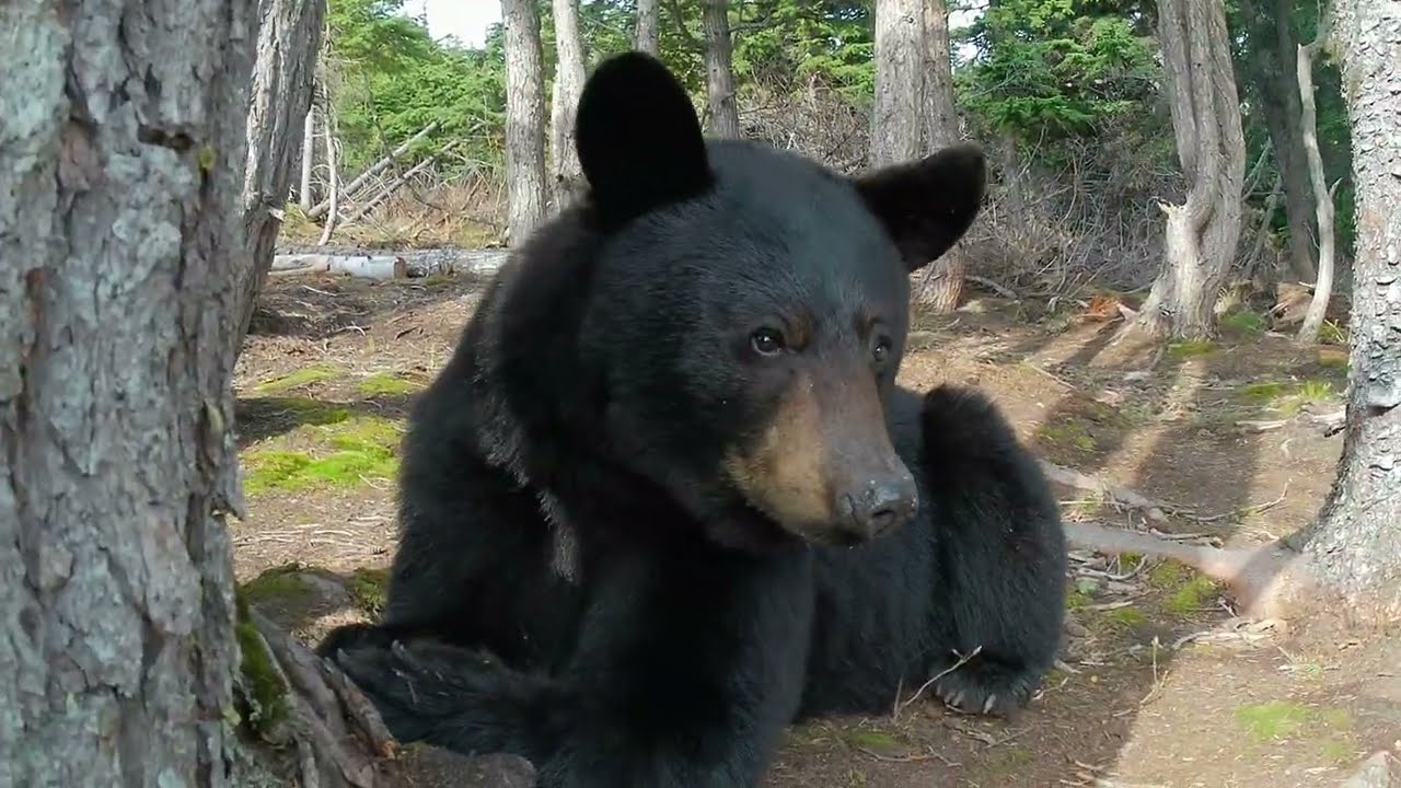 Alaskan Black Bear  Up Close in 4K