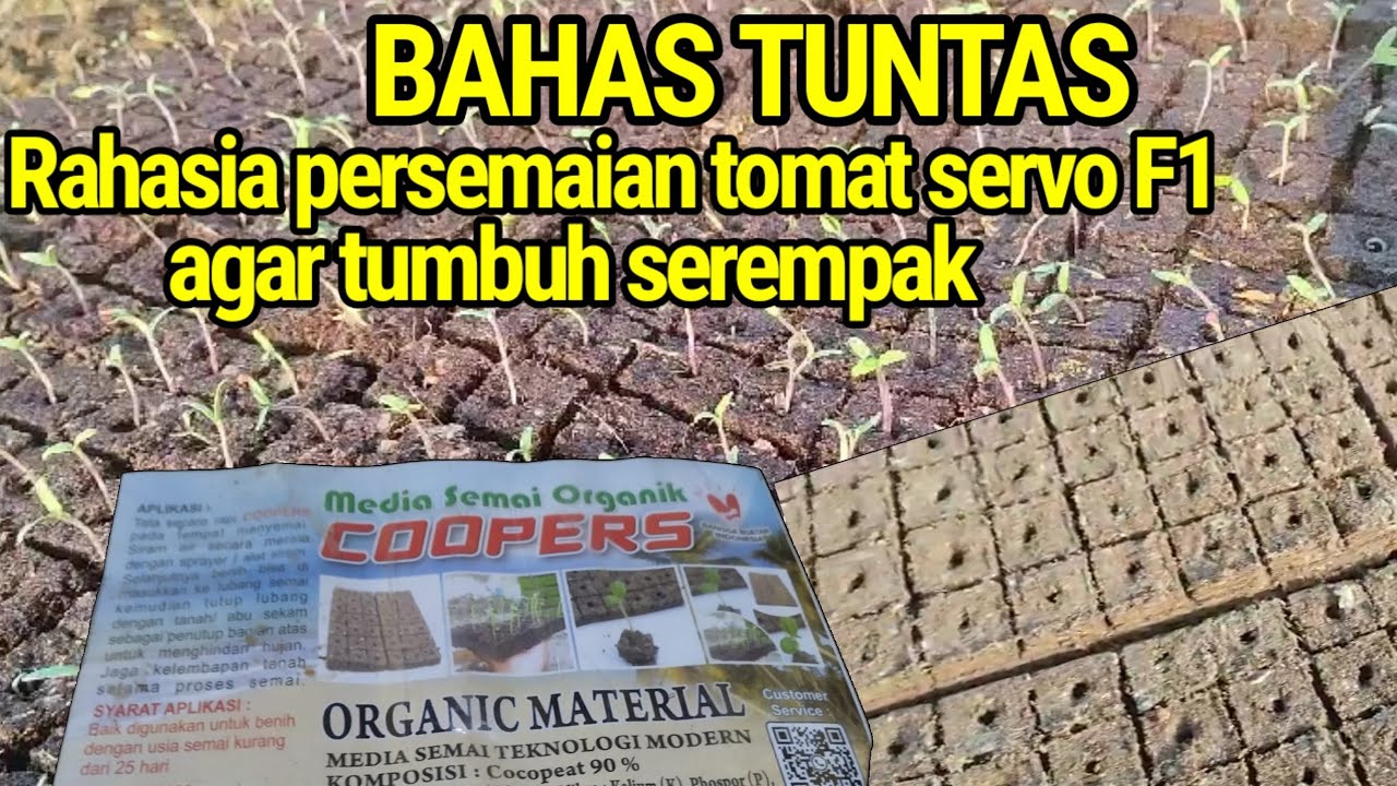 cara mudah semai tomat servo media semai organikIIperendaman benih tomat servo