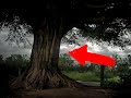 Descubre el escalofriante secreto de este árbol (CASO REAL) EL ÁRBOL DE LA MUERTE elmundoDKBza