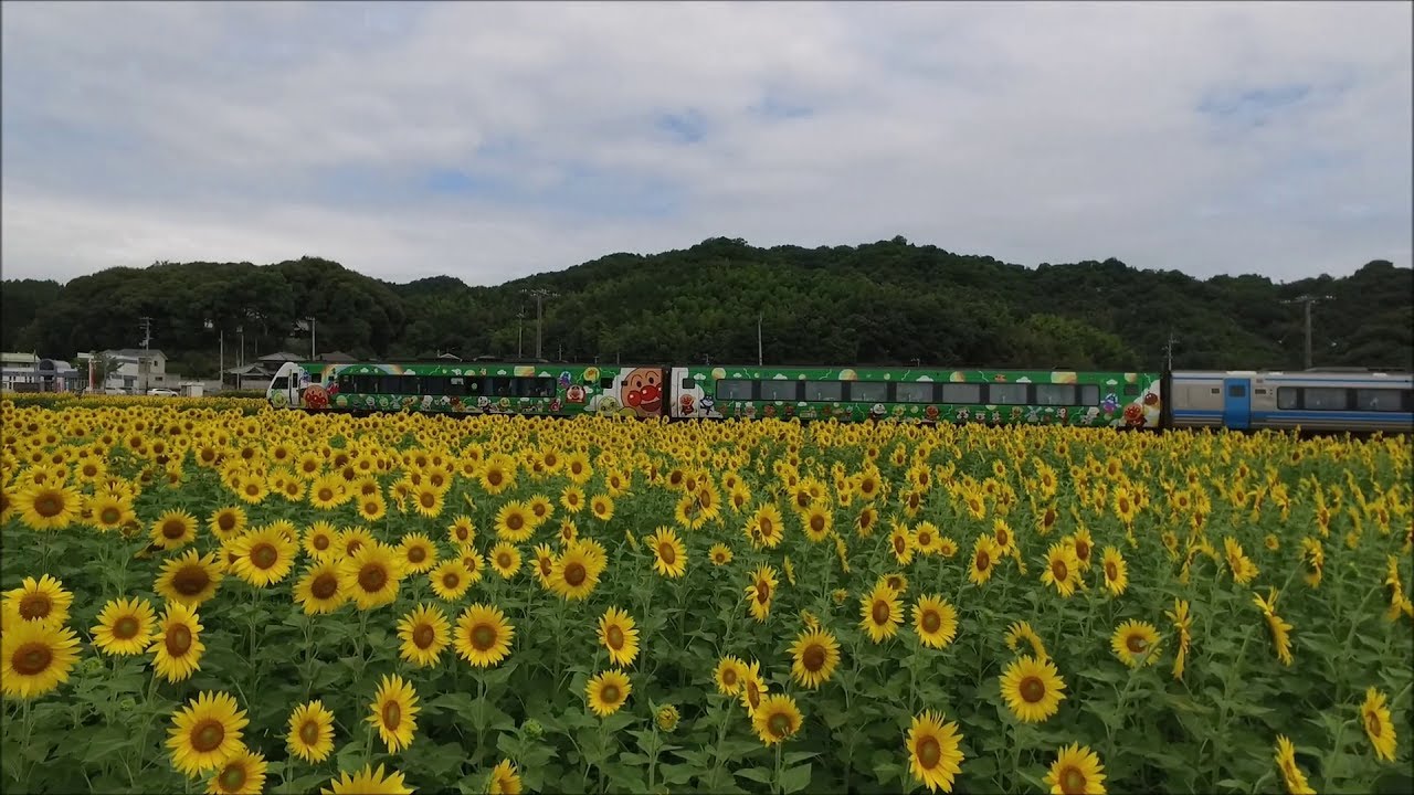ひまわり i>Helianthus annuus</i><BR><BR>アンティークカラー<BR>夏と言えば
