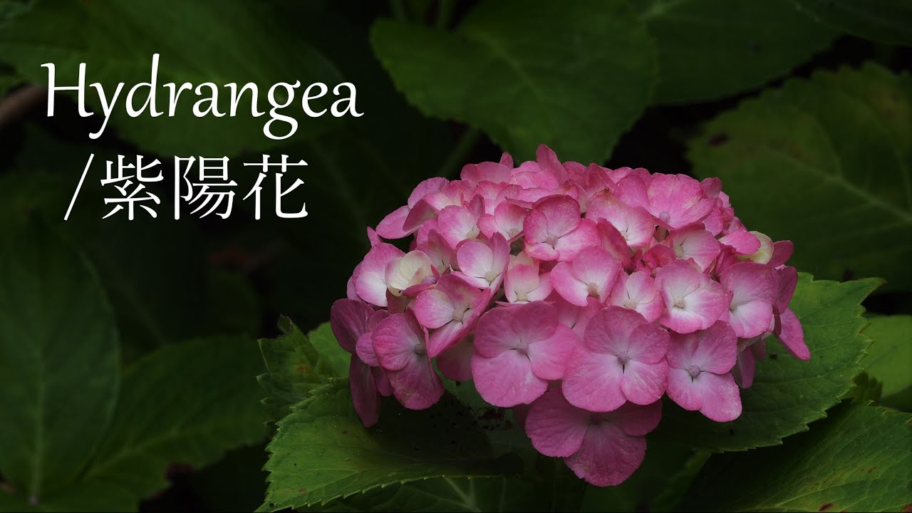 花/profile必読 ページ mflowerコラボ】押し花 さくら 啓翁桜 正面向き 横向き 10枚入り