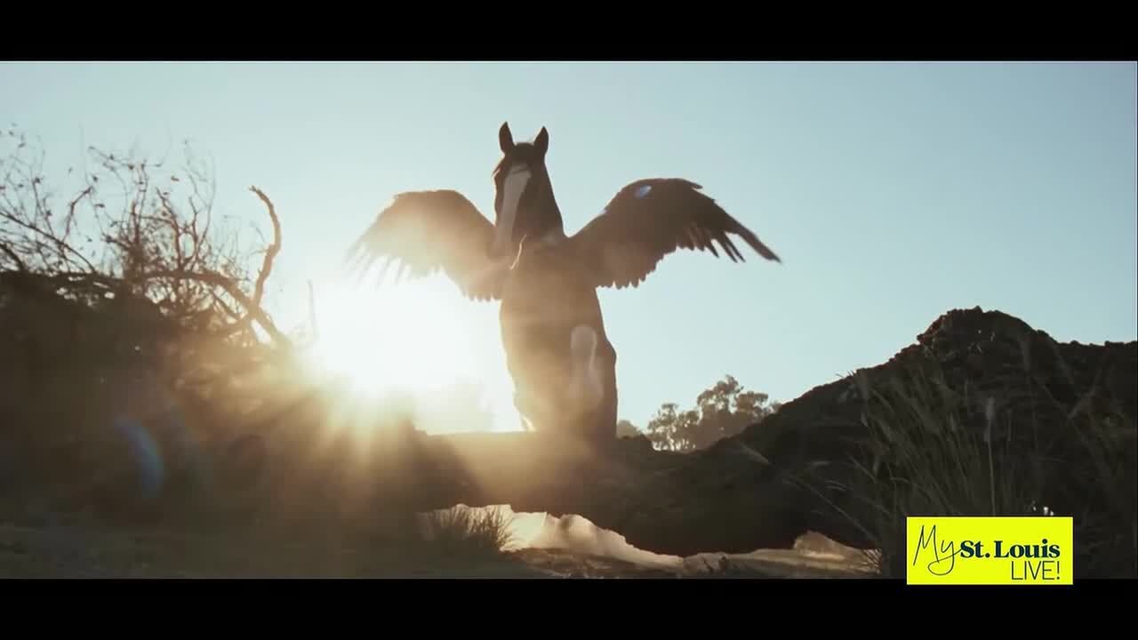 What's Trending? Budweiser Super Bowl Ad