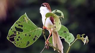 Yellow Eyed Babbler - Beautiful Moments