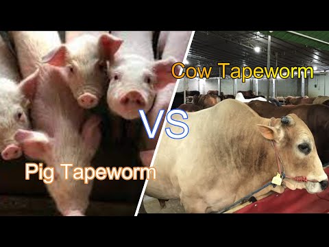 COW TAPEWORM VS PIG TAPEWORM