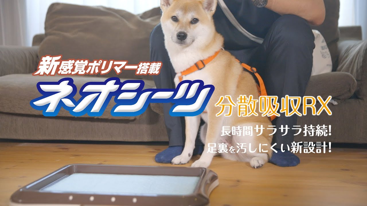 ネオシーツ分散吸収RX ワイド 36枚｜株式会社コーチョー