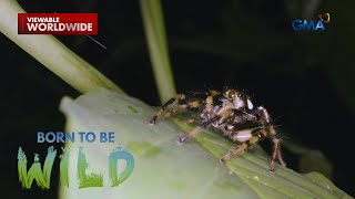 Doc Ferds Recio, Sinubukang Maghanap Ng Jumping Spider Sa Mt. Makiling Born To Be Wild