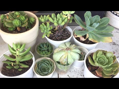 Video P258: Làm Sao Để Sen Đá Không Bị Sốc Nhiệt Và Úng Nước - youtube
