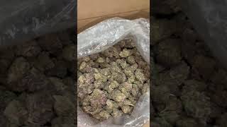 THCA Pounds for Sale – Best Bulk Deals This October 2025