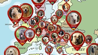 Dog Breeds From Different Countries | Data Around The World