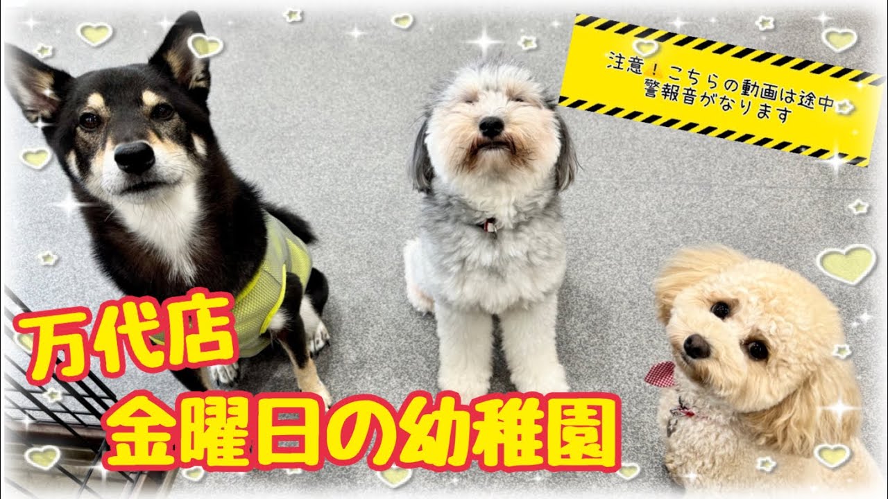 Doggy Daycare] Bandai Branch☀️Friday Daycare☀️ - YouTube
