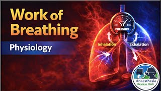 Work of Breathing | Respiratory Physiology for Anaesthesia | Anaesthesia Review Hub