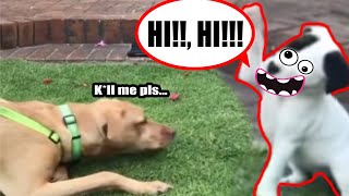 Download Lagu Hi! Hi! Good Morning! Dog Meme - Tik Tok Doggo Being Extra Happy And Annoying MP3 Download Lagu Hi! Hi! Good Morning! Dog Meme - Tik Tok Doggo Being Extra Happy And Annoying MP3
