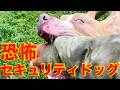 【ピットブル】ポテトくんセキュリティ隊長就任!