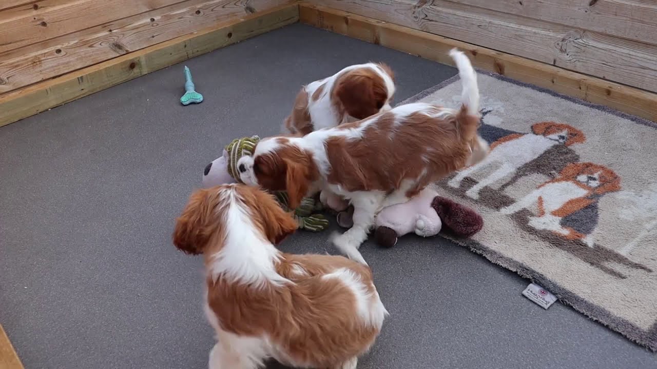 Cavalier King Charles - YouTube