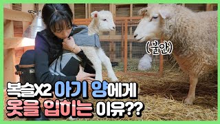 천연 패딩을 입은 양🐑에게 옷을 입힌다구요?