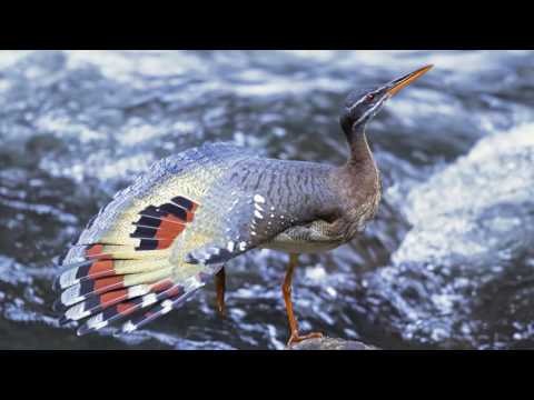 Slideshow with beautiful music (Gareth Coker - The Spirit Tree (Feat. Aeralie Brighton)) (HD)