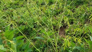 cây ích mẫu,Niềm hạnh phúc tương lai mỗi gia đình