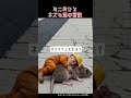ネズミ君を助けろ!#ミニチュア #おじさん #ネズミ #事故