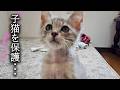 【緊急】子猫を一時保護しました...