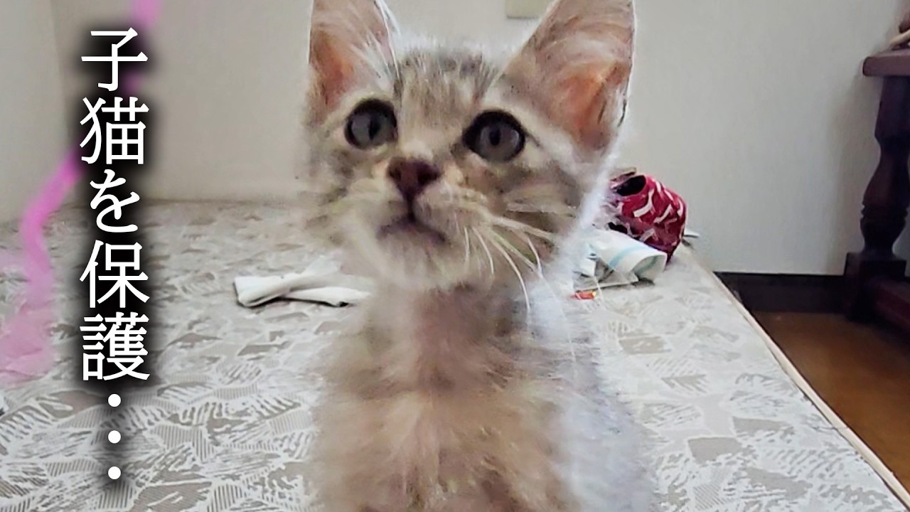 【緊急】子猫を一時保護しました...